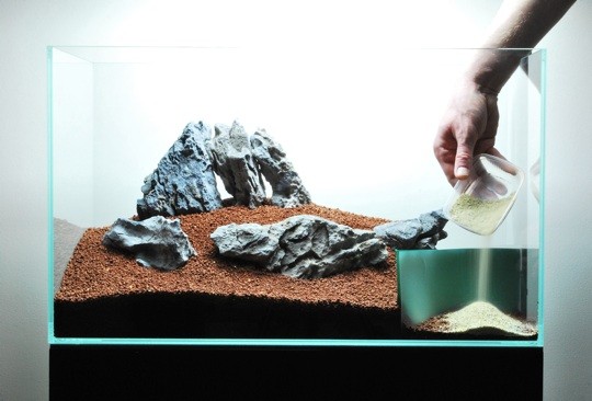 Cắm cây thủy sinh Trân Châu