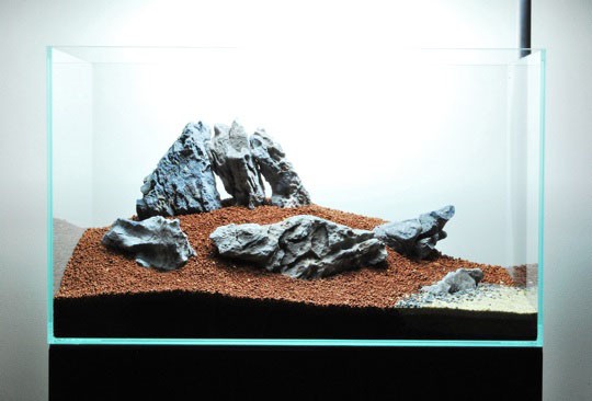 Cắm cây Blyxia Nhật Bản