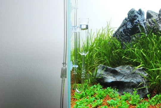 Kết quả hồ thủy sinh sau 2 ngày trồng