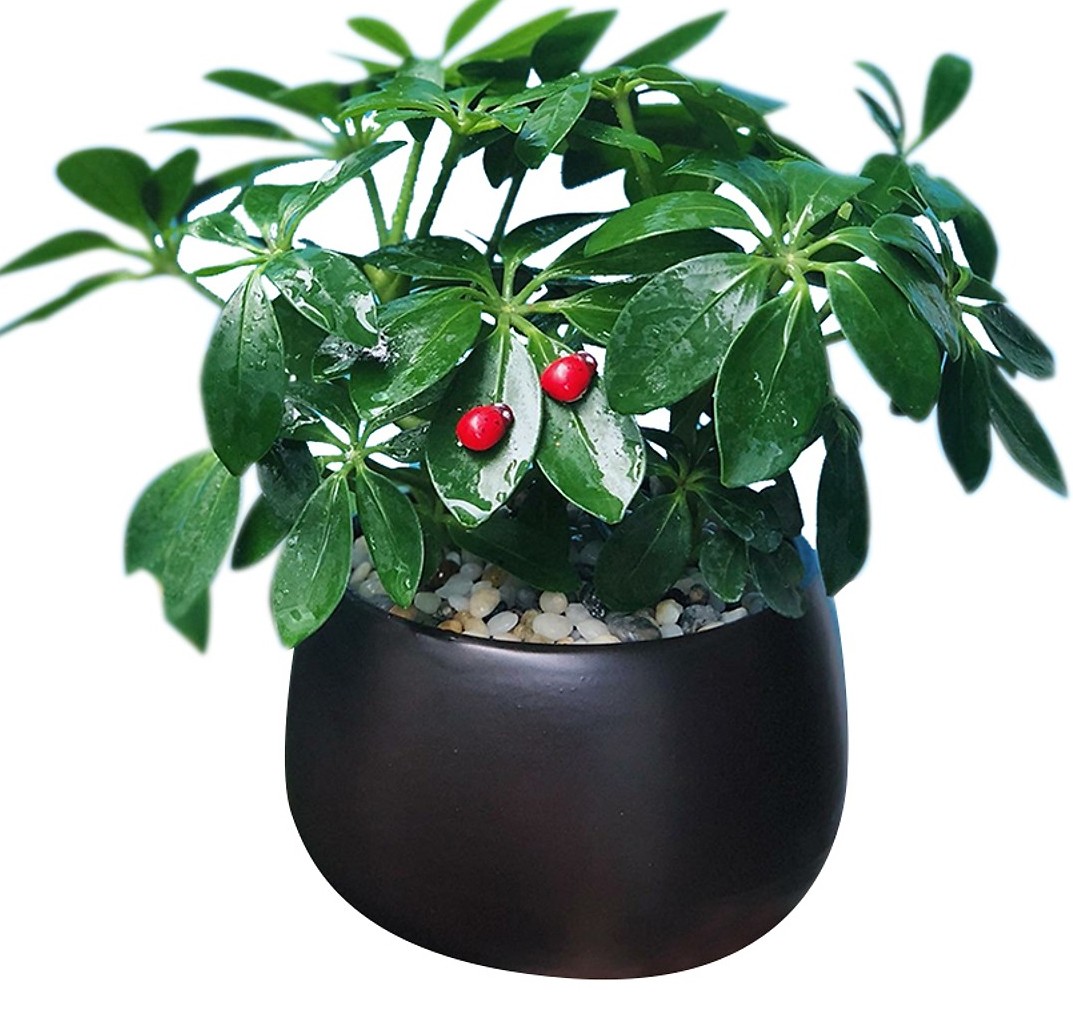 Cây Ngũ Gia Bì - biểu tượng cho sự ổn định tài chính