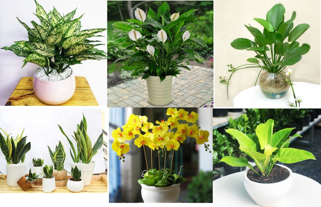 Các loại cây cảnh có màu trắng, vàng phù hợp với người mệnh Kim
