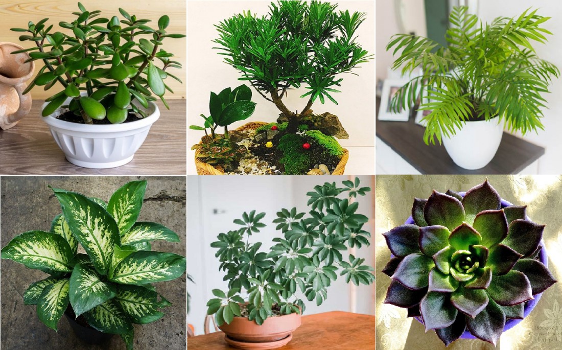 Cây cảnh màu xanh lá cây giúp người mệnh Mộc cảm thấy tươi vui