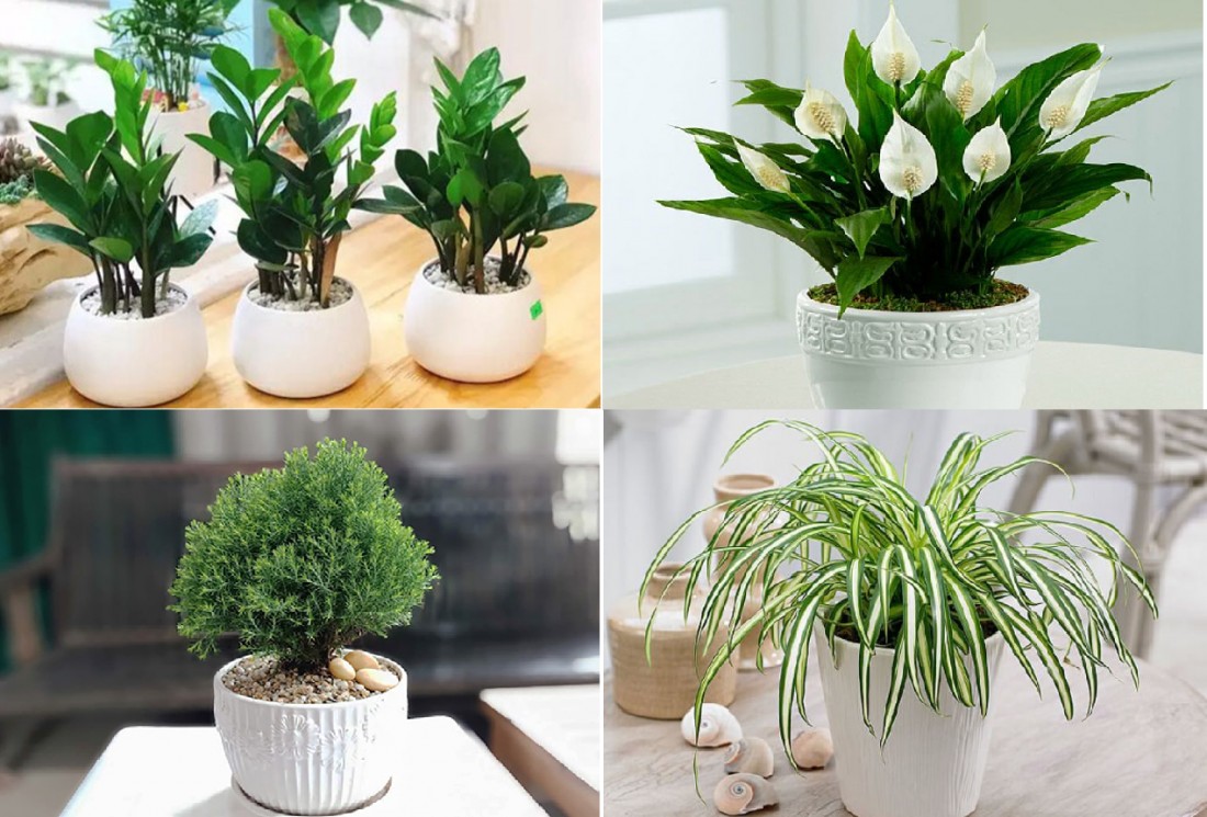 Cây Kim Tiền, Lưỡi Hổ hợp với người mệnh Thủy