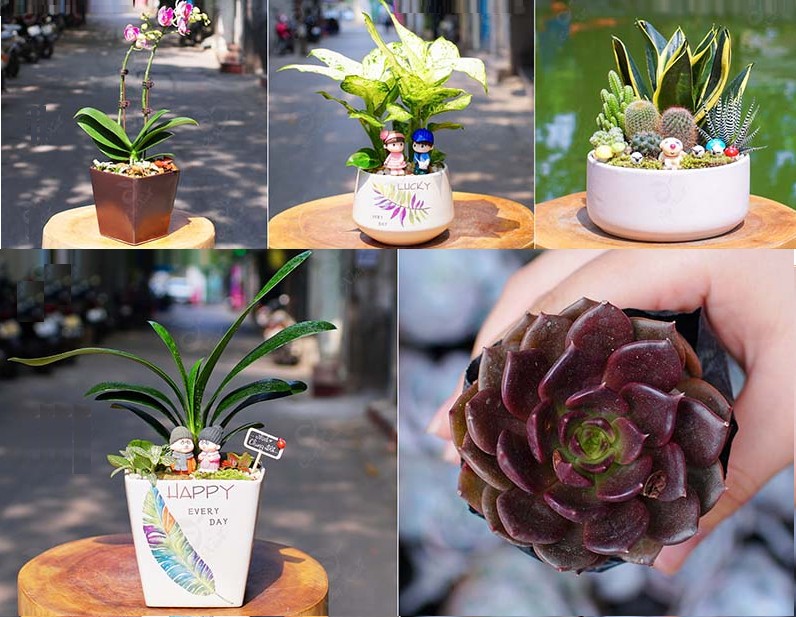 Cây Lưỡi Hổ, Lan Hồ Điệp phù hợp với người mệnh Thổ