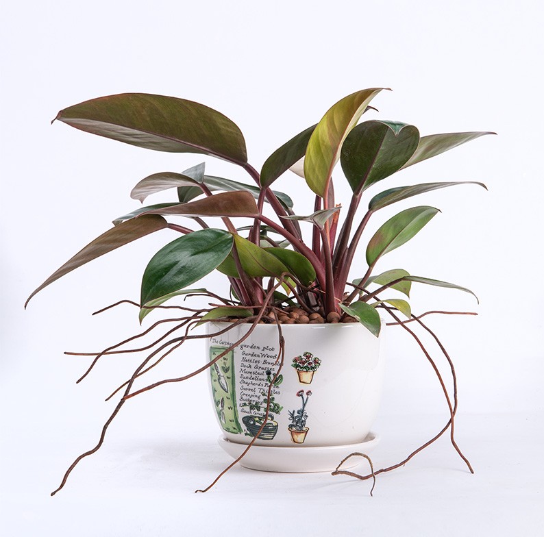 Cây trầu bà với tán lá xanh mướt, phù hợp đặt trên bàn làm việc.