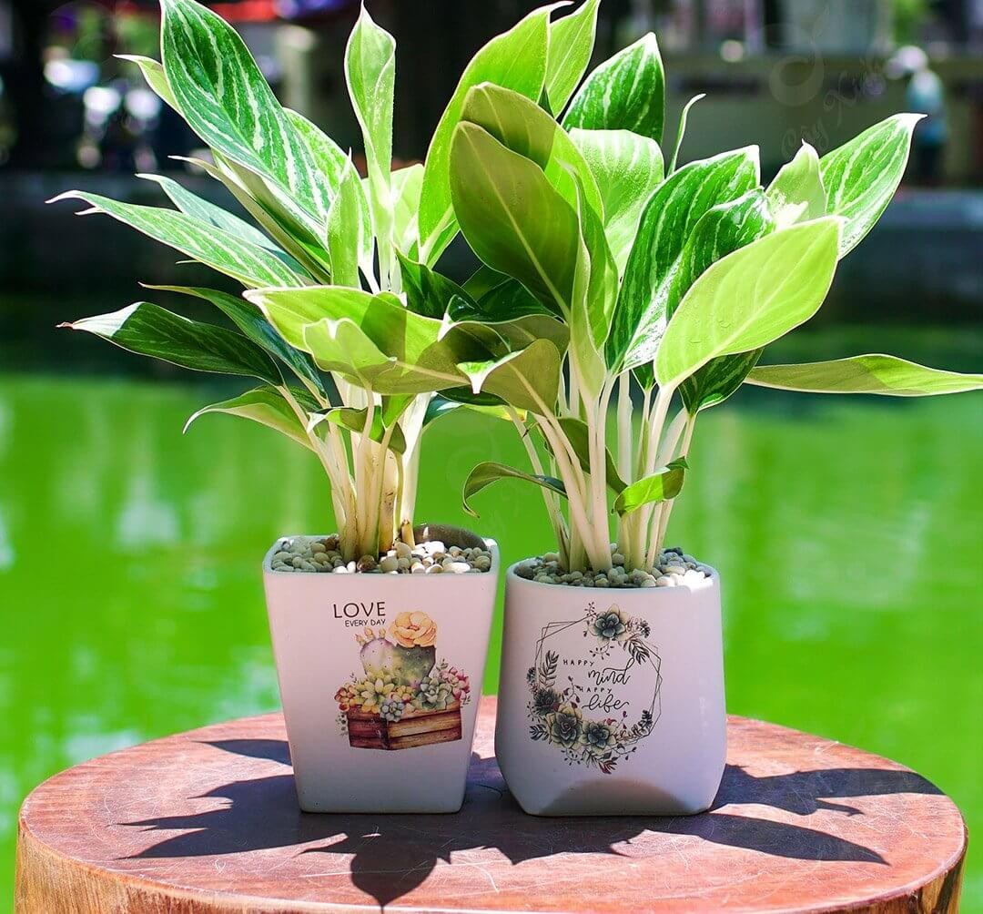 Chậu cây dây nhện với lá xanh viền trắng, mang đến vẻ đẹp tinh tế.