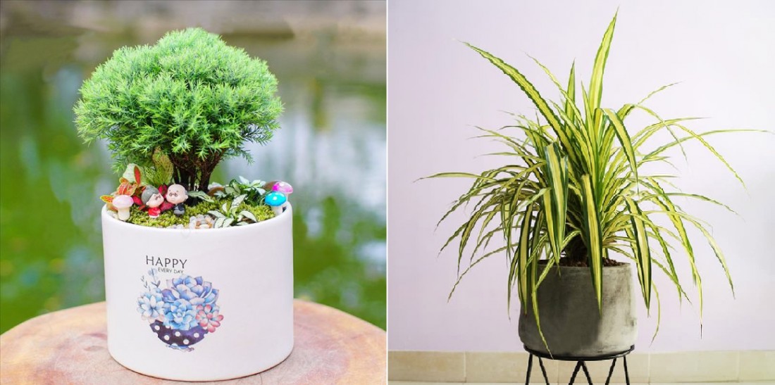 Chậu cây thủy sinh với vẻ đẹp thanh tao, mang lại sinh khí cho không gian.