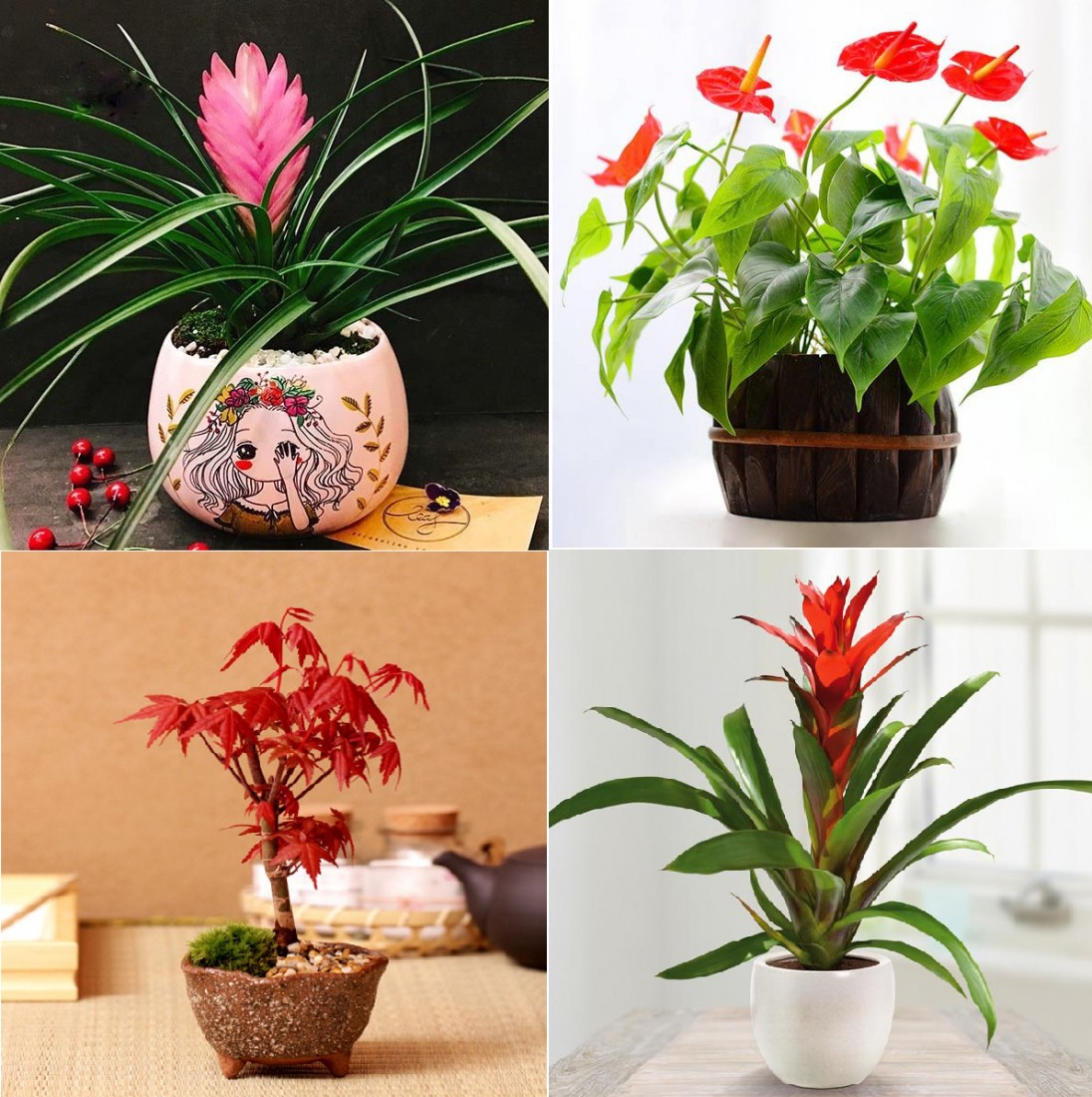 Cây kim tiền với lá xanh bóng mượt, biểu tượng cho sự giàu sang, phú quý.