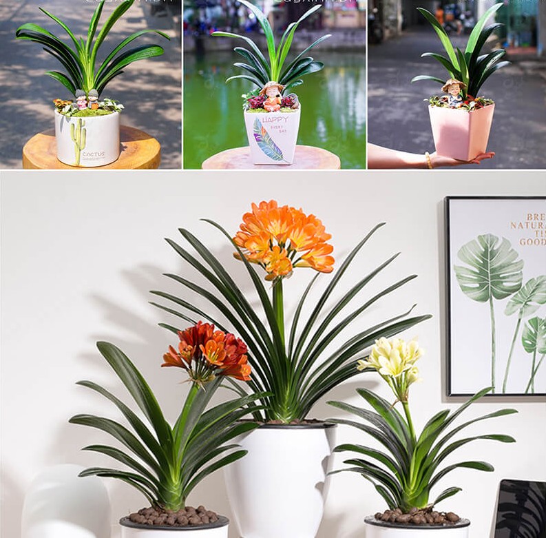 Chậu cây sen đá nâu với vẻ đẹp mộc mạc, dễ chăm sóc.