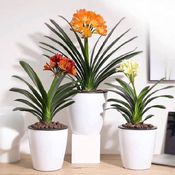 Cây Lan Quân Tử - lựa chọn phong thủy cho tuổi Mùi