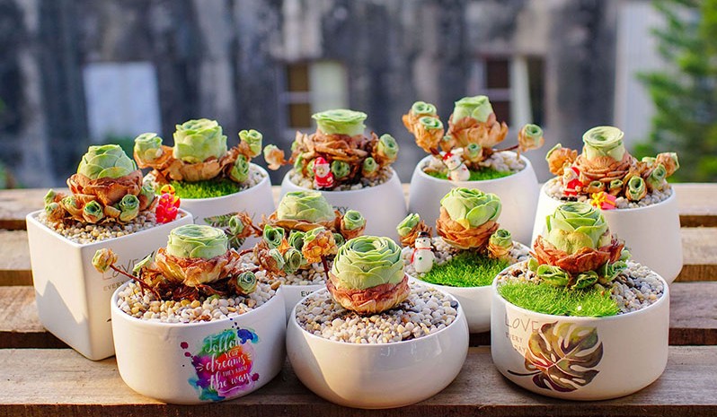 Cây Trầu Bà Đế Vương Xanh - mang đến sự sung túc và bình an cho gia chủ mệnh Mộc