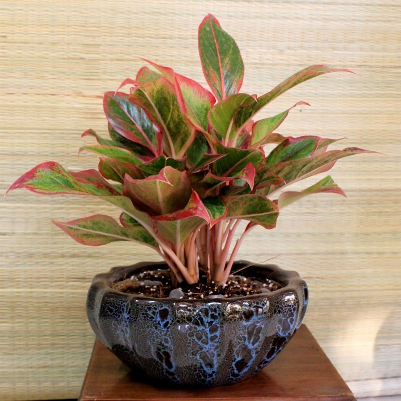 Cây Kim Ngân - mang lại tài lộc, may mắn cho người mệnh Hỏa