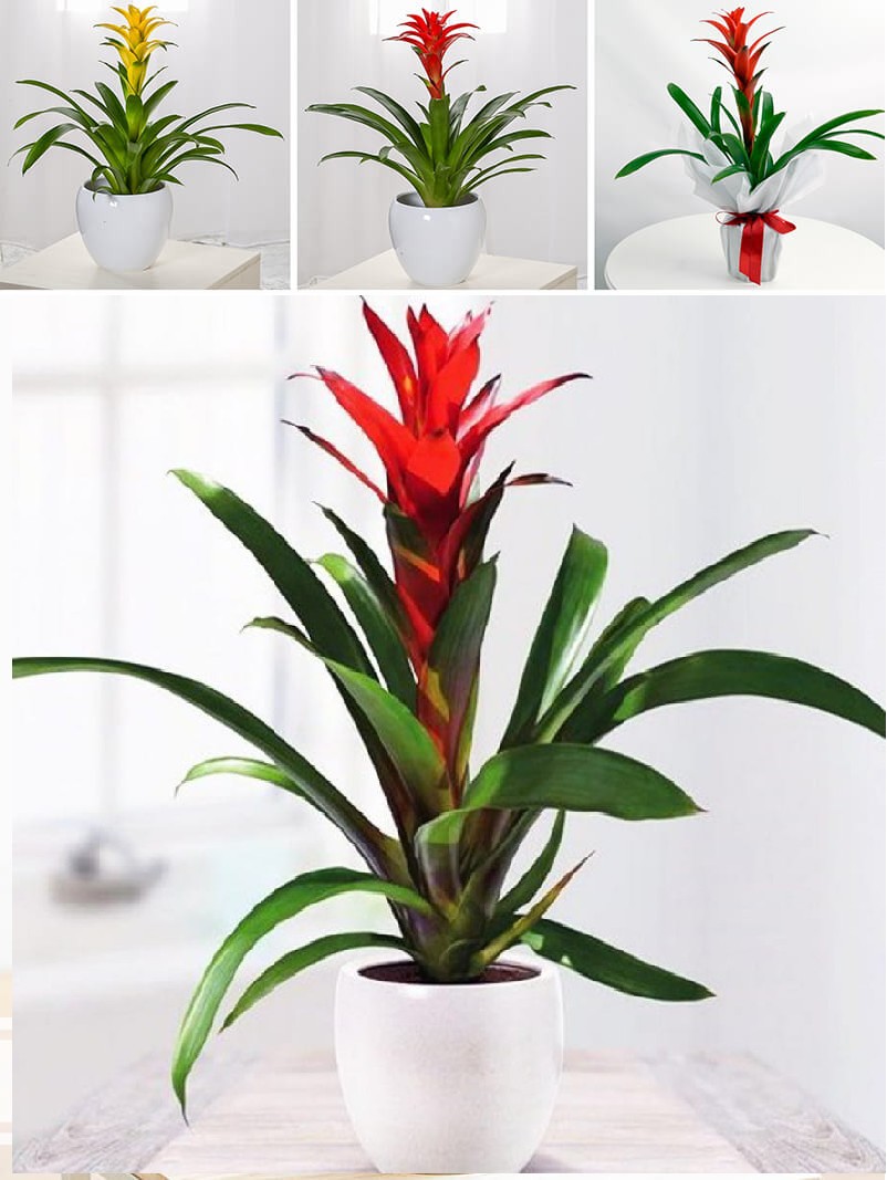 Cây Vạn Niên Thanh - tượng trưng cho sự trường tồn, may mắn cho người mệnh Thổ