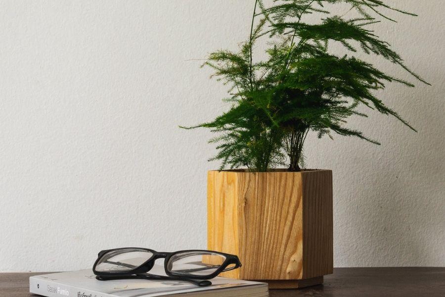 Thường xuyên chăm sóc cây và cắt bỏ lá úa.