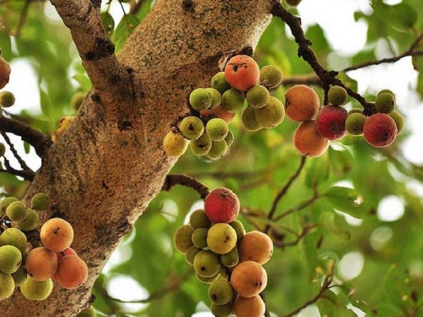 Cây Sung ta phổ biến ở Việt Nam và thường được trồng làm cảnh.