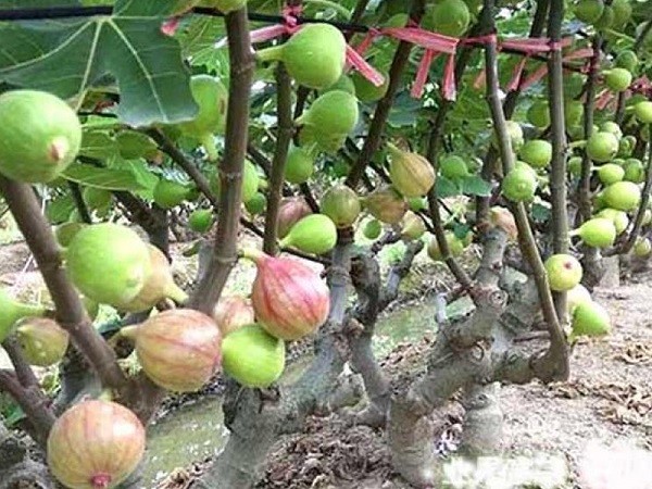 Cây Sung Mỹ có quả hình dáng độc đáo và giá trị dinh dưỡng cao.