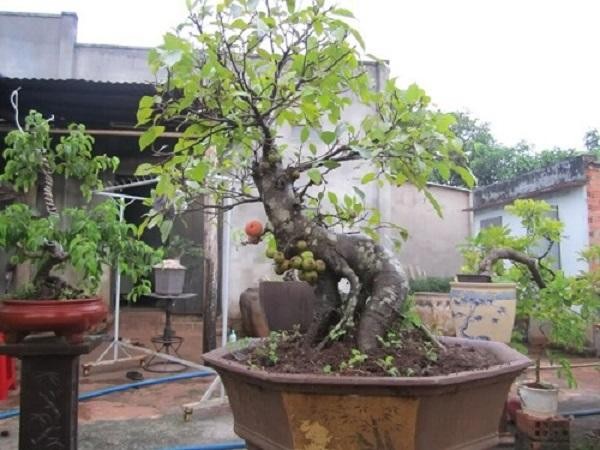 Cây Sung bonsai với kích thước nhỏ gọn và lá thu nhỏ.