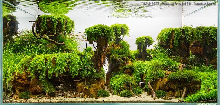 Một bố cục hồ thủy sinh đẹp mắt sử dụng Trân Châu Ngọc Trai làm cây tiền cảnh.