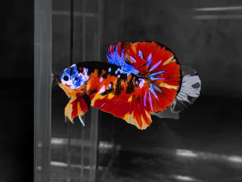 Plakat Nửa Vầng Trăng Đeo Mặt Nạ Lửa Nemo với mặt nạ xanh và thân hình thon gọn