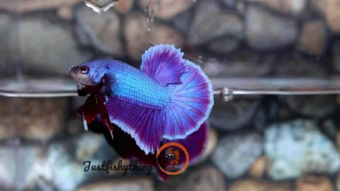 Plakat Halfmoon Rồng Hồng Tím với màu tím hồng hiếm gặp và viền trắng tinh tế