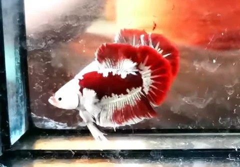 Blood Dragon với mặt nạ trắng, vây bụng dumbo và hoa văn vảy trắng trên nền đỏ đậm