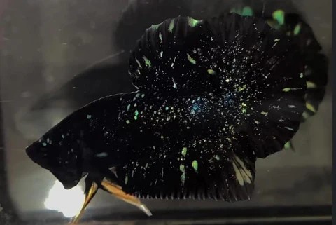 Hình ảnh một chú cá Betta tuyệt đẹp khác