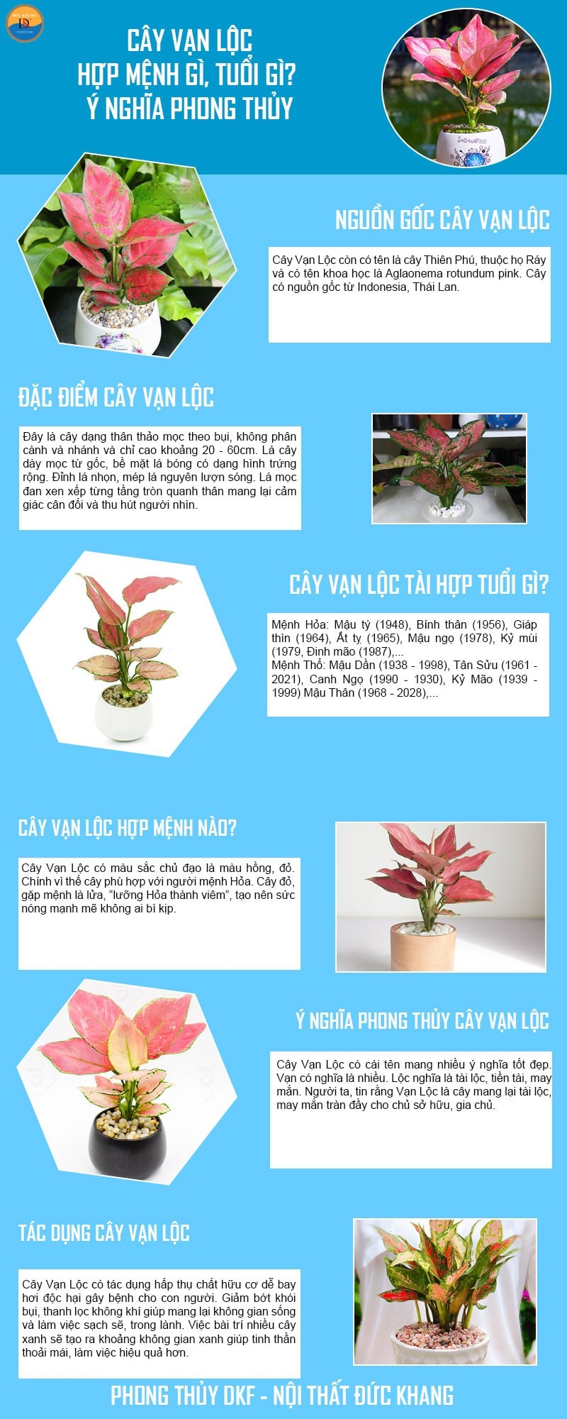 Infographic tổng hợp thông tin về cây Vạn Lộc.