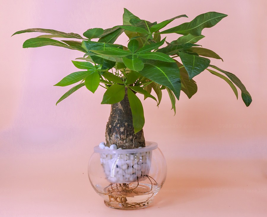 Cây kim ngân có thể trồng theo phương pháp thủy sinh