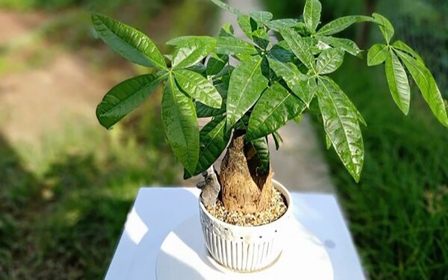 Cây kim ngân là biểu tượng phong thủy mang lại tiền tài và may mắn