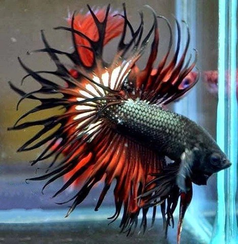 King Crowntail Halfmoon với đường cong đặc trưng ở đuôi