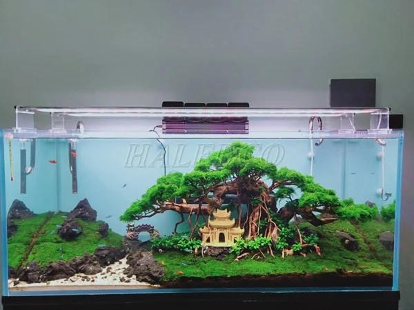 Lắp đèn thủy sinh