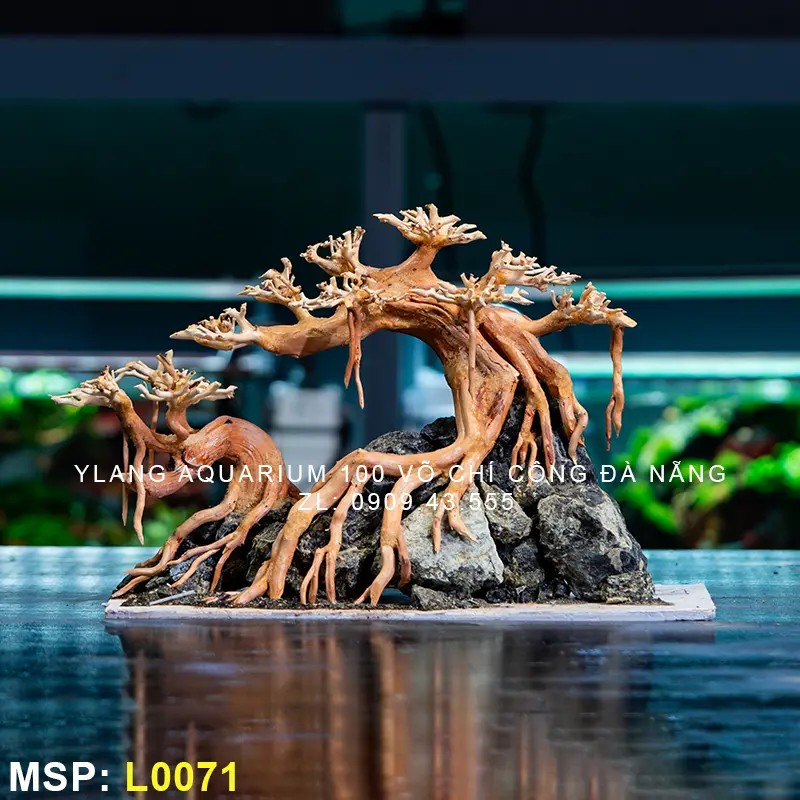 Layout Bonsai Dáng Mẫu Tử - Mã SP: l0071