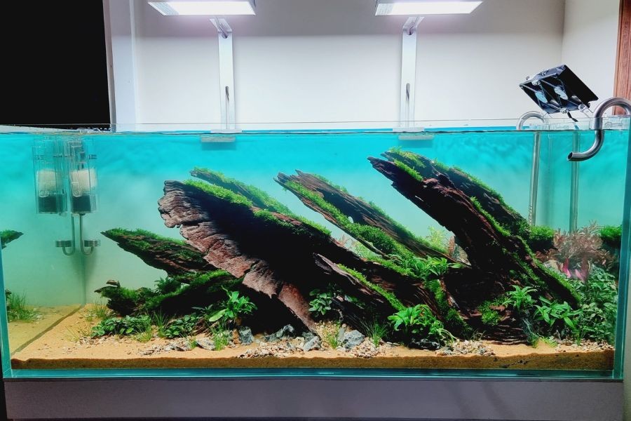 Chọn lũa và đá để tạo bố cục đẹp mắt cho bể thủy sinh.