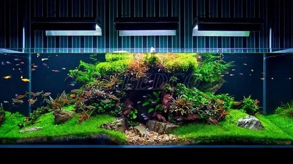 Quan sát kỹ hành vi của cá sau khi bật đèn