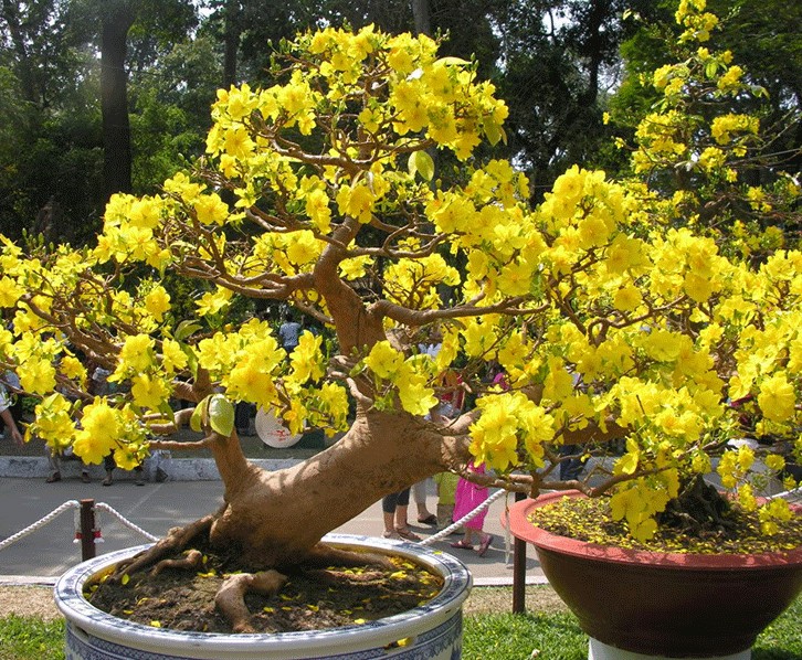 mai tu quy trong truoc nha 3 1