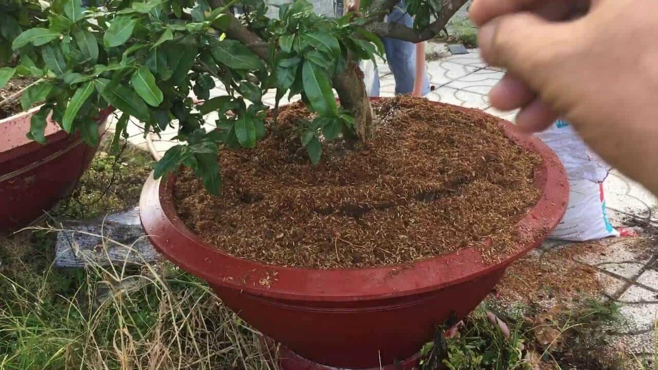 Đất trồng Mai Tứ Quý tơi xốp