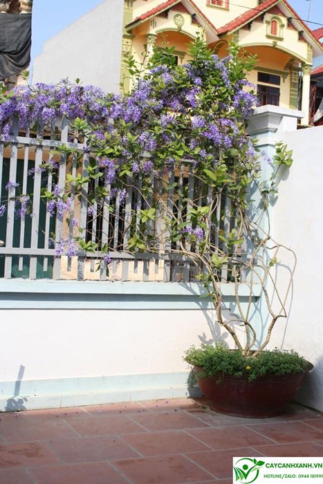 Cây mai xanh trồng leo hàng rào