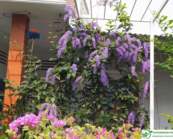 Mai xanh thái leo giàn khỏe đẹp