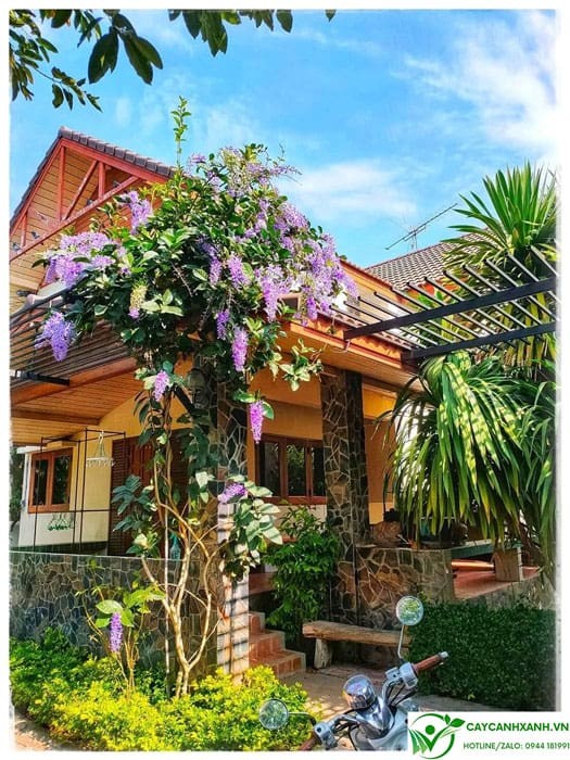 Mai xanh trồng leo giàn mái hiên