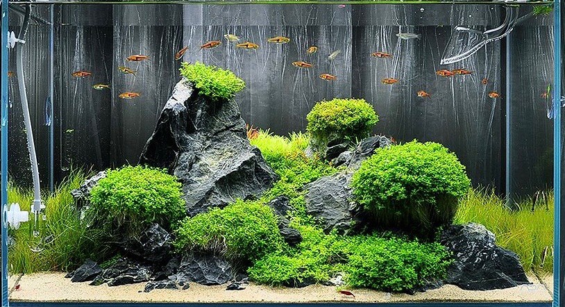 Cận cảnh lá Trân Châu Ngọc Trai với cấu trúc tròn và màu xanh tươi.