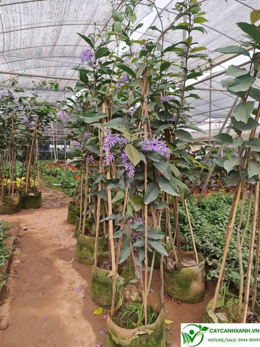 Mua cây mai xanh thái ở Hà Nội