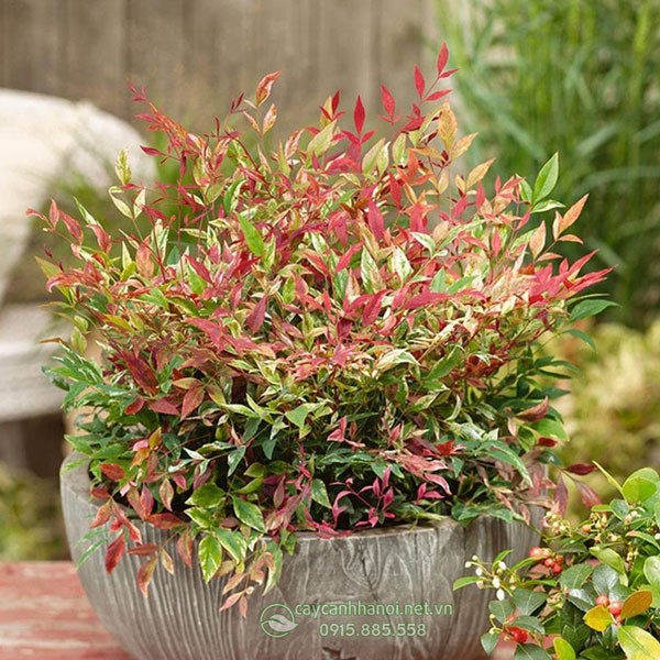 Nam thiên trúc trồng chậu mang đến nhiều đều may mắn