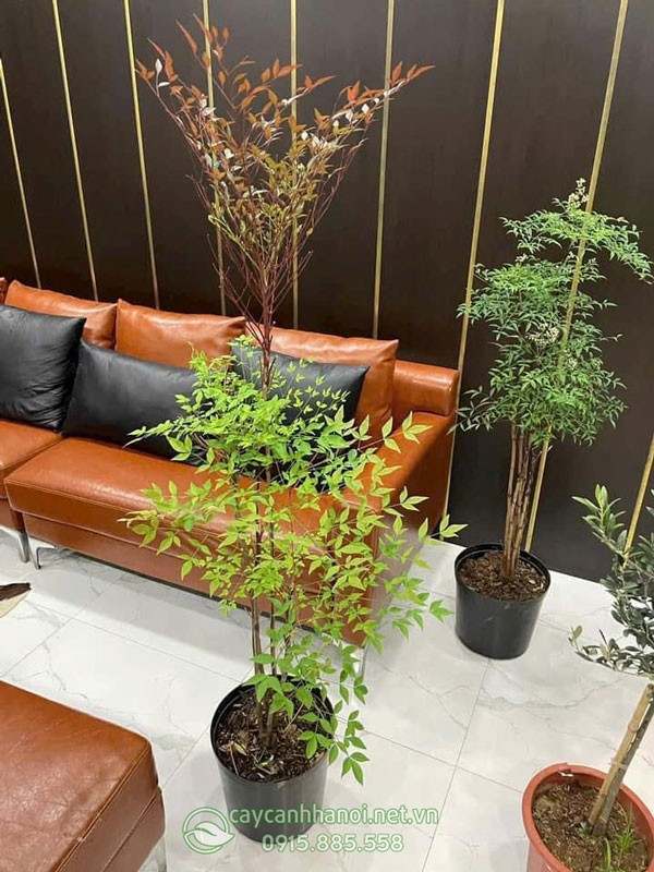 Nguồn gốc cây nam thiên trúc