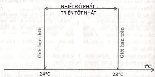 Nhiệt độ nước ảnh hưởng đến cá bảy màu