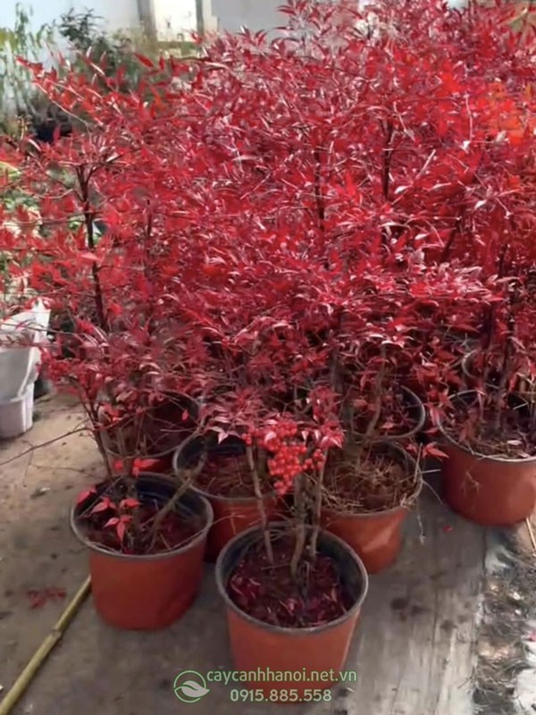Nơi bán cây cảnh nam thiên trúc đẹp tại Hà Nội