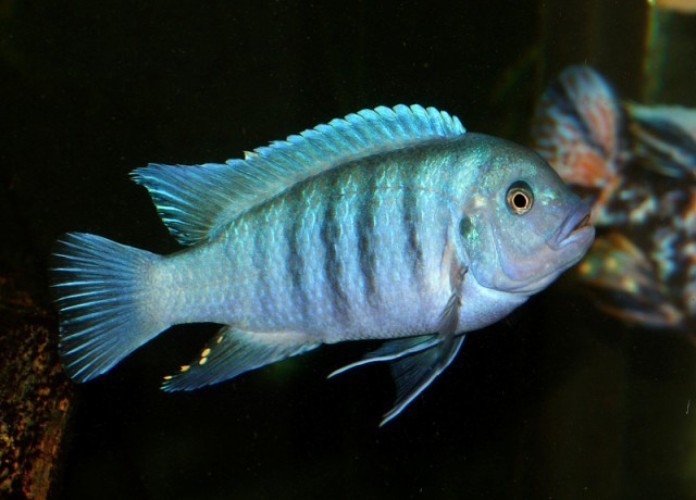 Cá Ali Ngựa vằn với sắc xanh dương rất hợp người mệnh Thủy