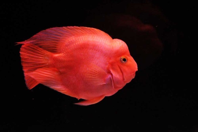 Cá Huyết Anh Vũ (cá Hồng Két) giúp thu hút tài lộc cho tuổi Ất Tỵ