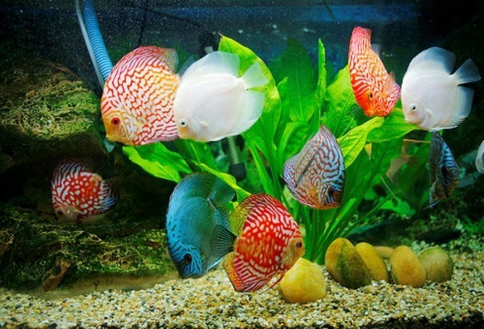 Cá Ngũ sắc thần tiên với màu sắc sặc sỡ giúp ngôi nhà tươi sáng hơn