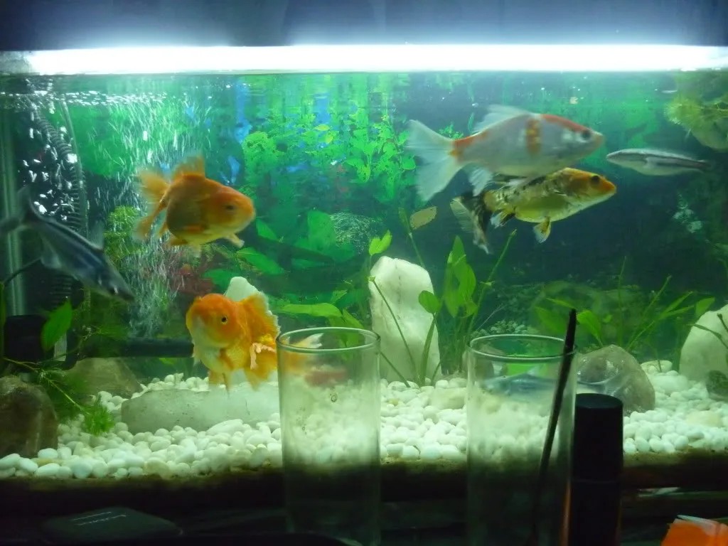 Một chú cá vàng trưởng thành khỏe mạnh, sẵn sàng cho sinh sản