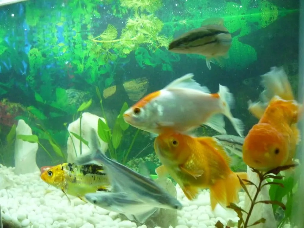 Đàn cá vàng con đang phát triển nhanh chóng trong bể nuôi riêng